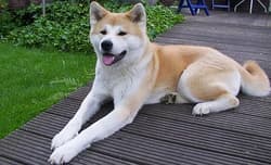 Akitas