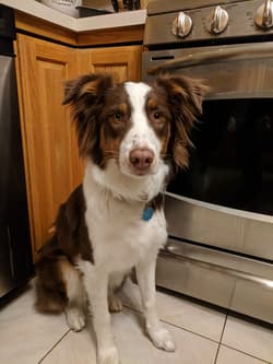 Australian Shepherds