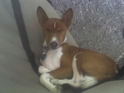 Basenjis
