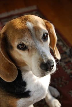 Beagles
