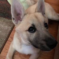 Buhund Norwegians