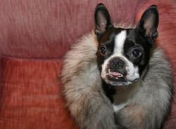 Bulldog Bostons