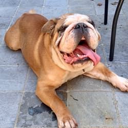 Bulldog Englishes