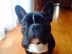 Bulldog Frenches