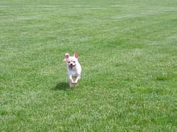Chihuahuas