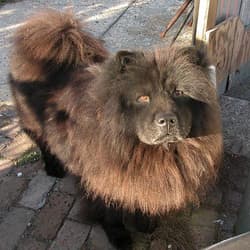 Chows