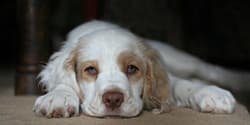 Clumbers