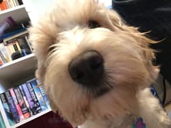 Cockapoos