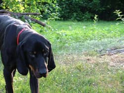 Coonhounds