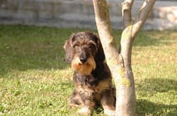 Dachshunds