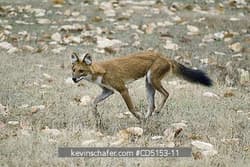 Dholes
