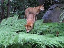 Dingoes