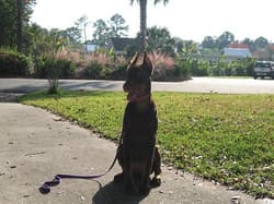 dobermen