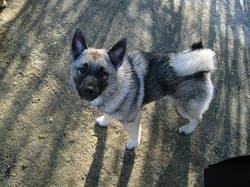 Elkhound Norwegians
