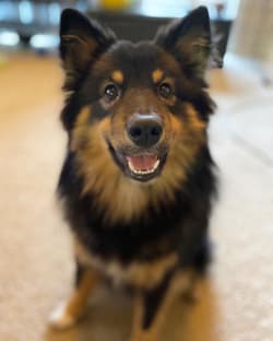 Finnish Lapphunds