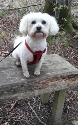 Frise Bichons