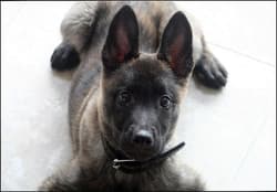 germanshepherds