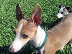 Greyhound Italians