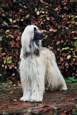 Hound Afghans
