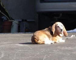 Hound Bassets