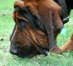 Hound Blood