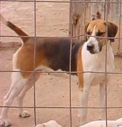 Hound Englishes