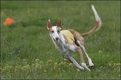 Hound Ibizans