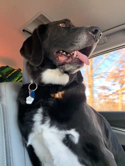 Hound Plotts