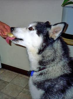 Huskies