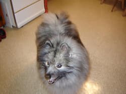 Keeshonds