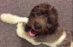 Labradoodles