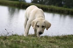 Labradors