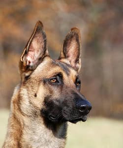 malinois