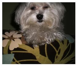maltese