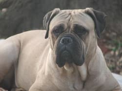 mastiff bulls