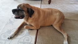 Mastiff Englishes