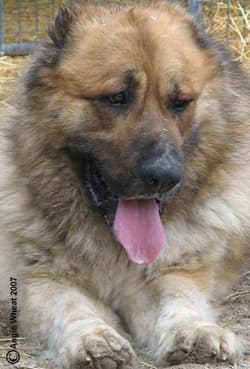 mastiff tibetans