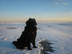 newfoundlands