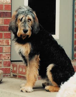 Otterhounds