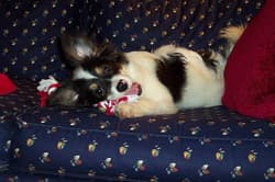 Papillons