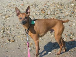 pinscher miniatures