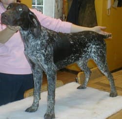 pointer germen