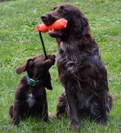 pointer germanlonghairs