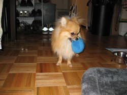 Pomeranians