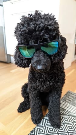 poodle mediums