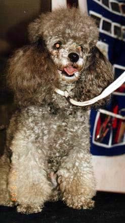 poodle miniatures