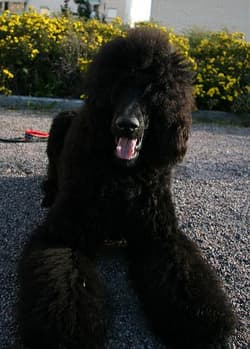 poodle standards
