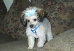 poodle toys