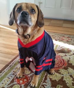 Puggles