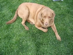 retriever chesapeakes